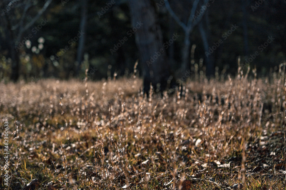 柔らかな光の当たる草むら 柔らかな光の当たる草むら