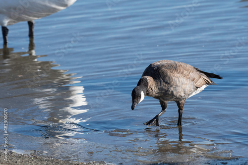 Cackling goose in wetland of Japan