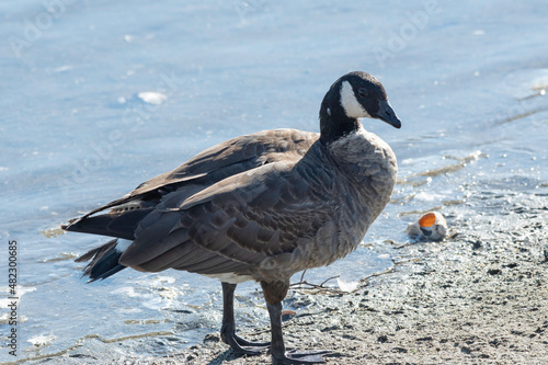 Cackling goose in wetland of Japan photo