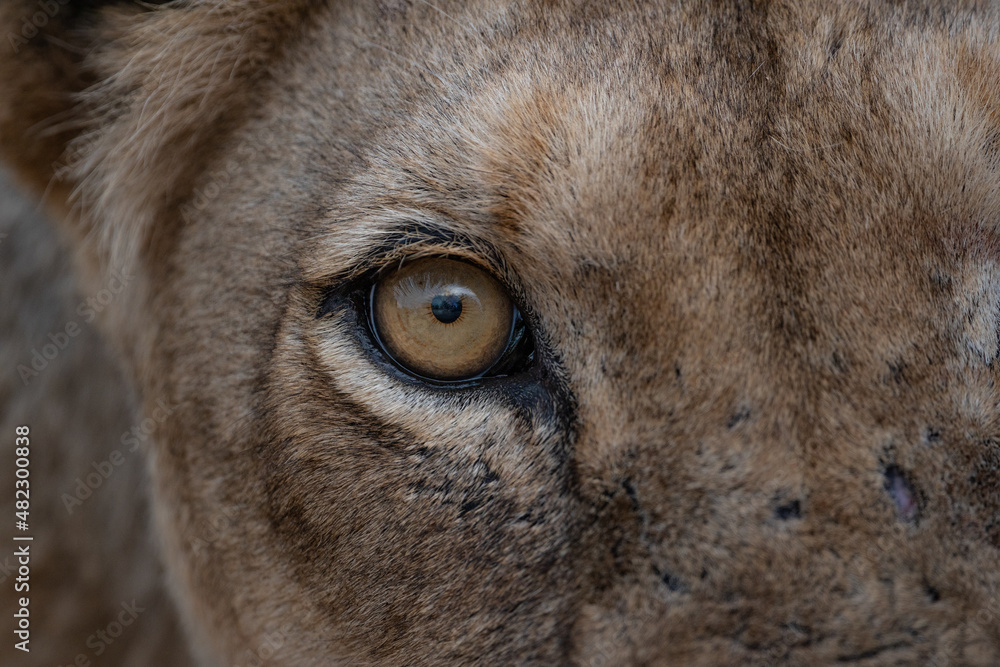 lion eye