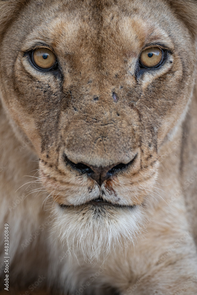 Fototapeta premium lion eyes