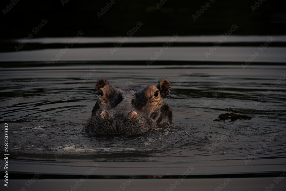 Fototapeta premium hippo