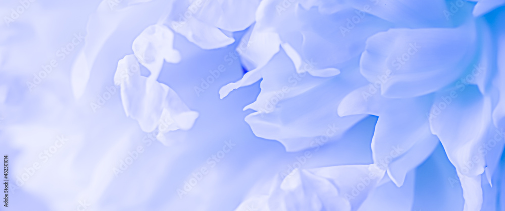 Soft focus, abstract floral background, pale blue peony flower petals. Macro flowers backdrop for holiday brand design Soft focus, abstract floral background, pale blue peony flower petals. Macro flowers backdrop for holiday brand design