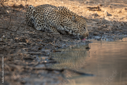 leopard drinking