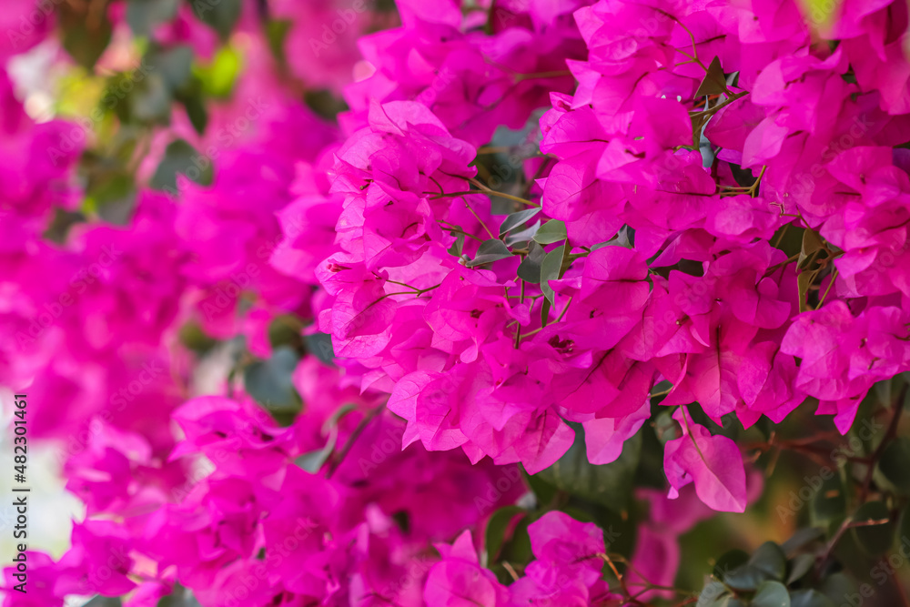 Lush bloom of pink bougainvillea. Tropical flowers background Lush bloom of pink bougainvillea. Tropical flowers background