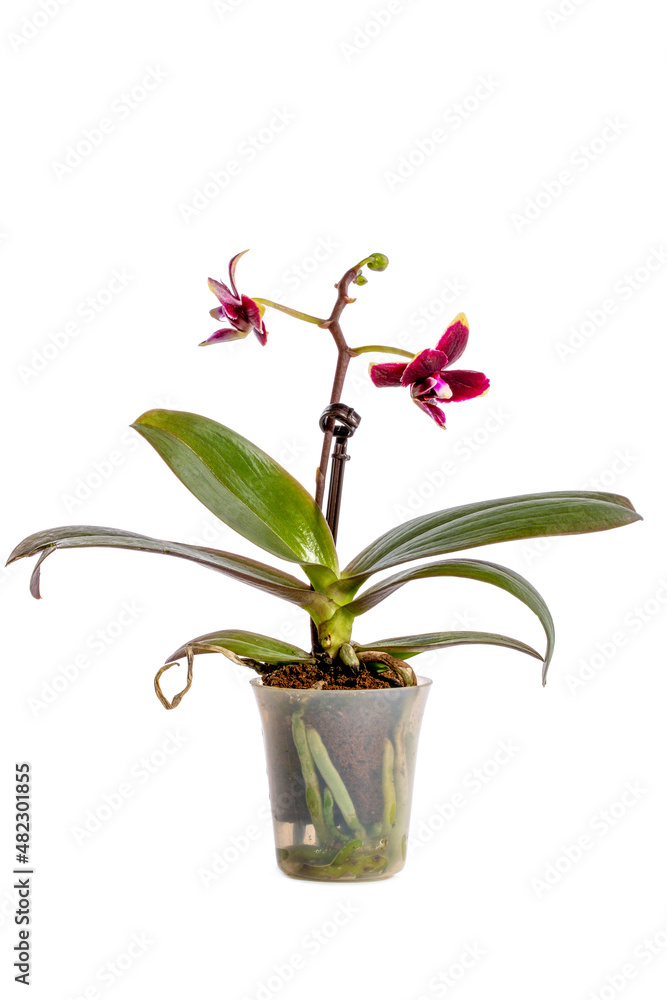 Bush dwarf phalaenopsis orchid in a pot on a white background