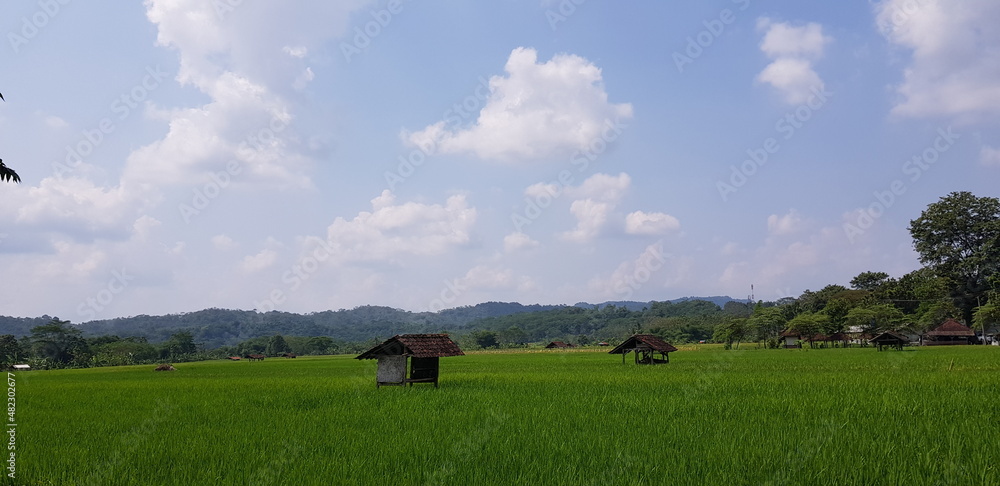 Obraz premium Paddy field