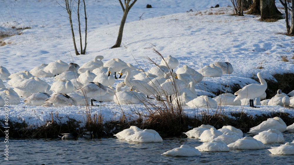 beautiful swans, 2022/1/21 beautiful swans, 2022/1/21