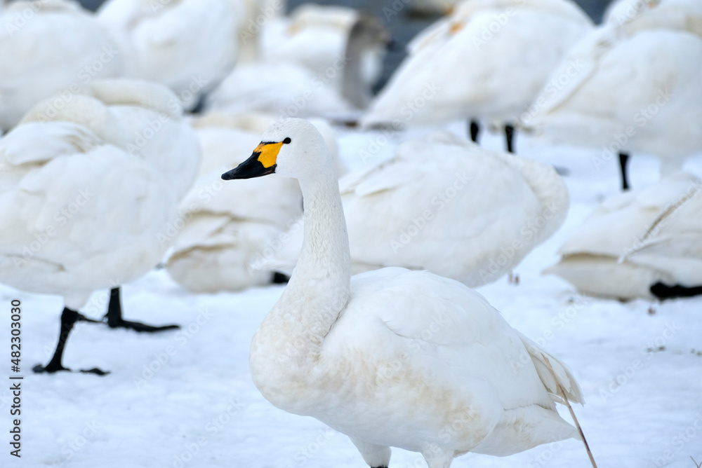 beautiful swans, 2022/1/21 beautiful swans, 2022/1/21