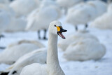 beautiful swans, 2022/1/21
