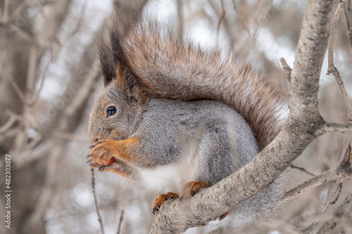 The squirrel with nut sits on tree in the winter or late autumn