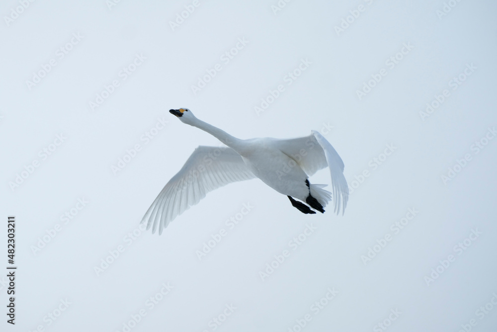 Fototapeta premium Soaring swan, 2022/1/21