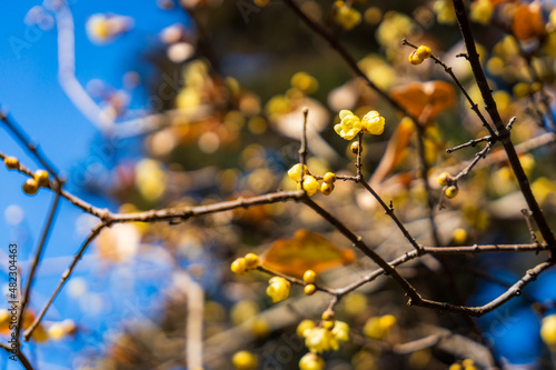 Wintersweet flowers blooming profusely.  photo