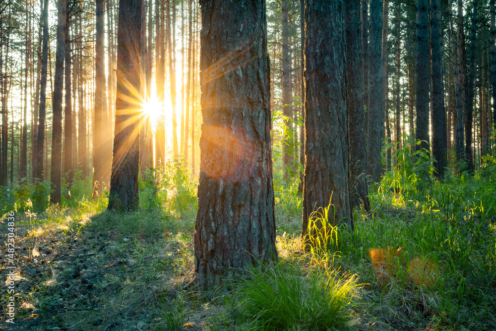 Obraz premium sunset in the woods