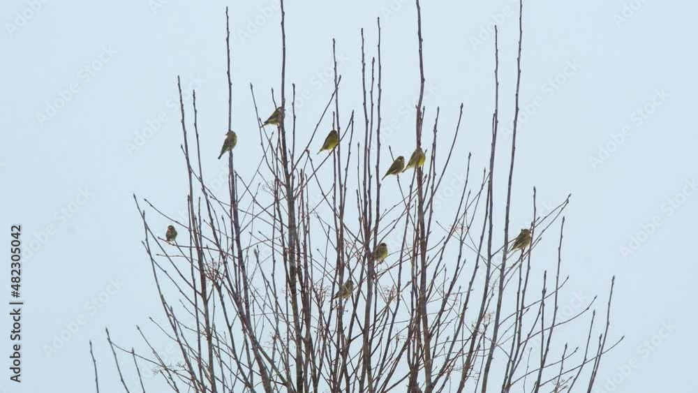Tits family on branck in winter windy weather with snowfall. 4k video background Tits family on branck in winter windy weather with snowfall. 4k video background