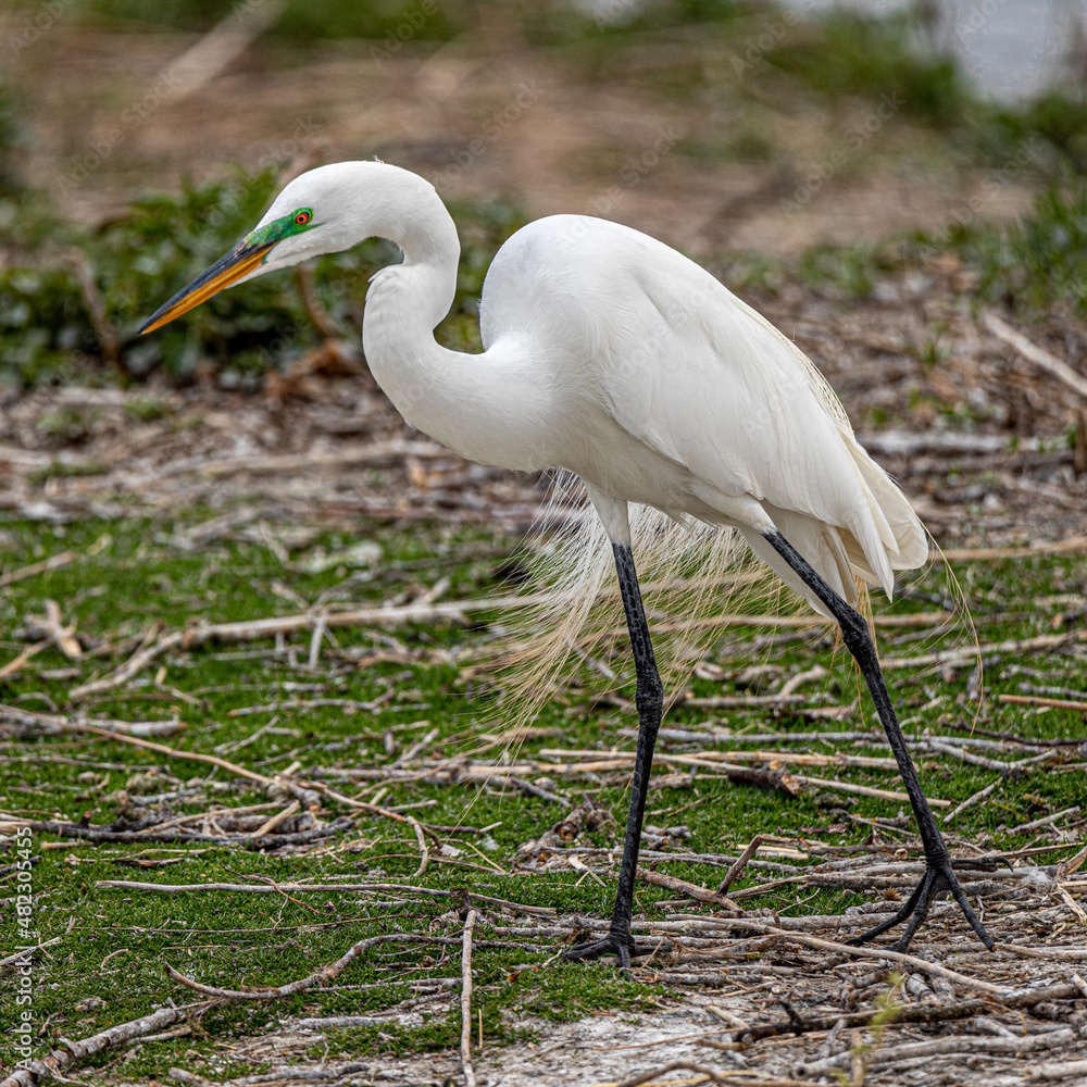 Naklejka premium Egret