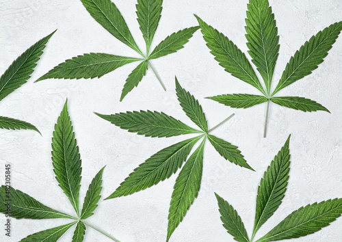 cannabis leaves on a light gray concrete background