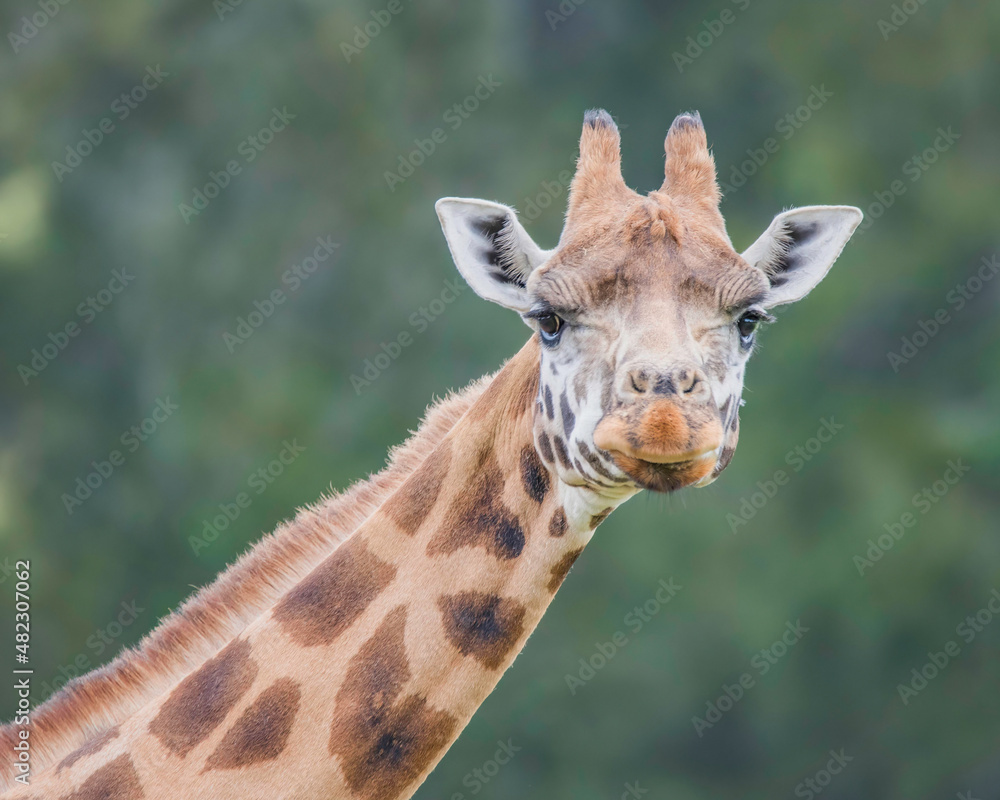 Obraz premium Rothschild giraffe