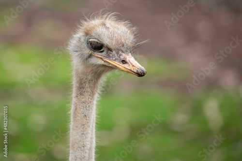 Ostrich and its long neck