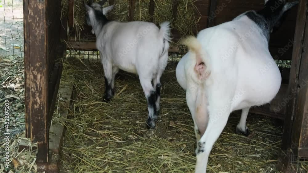 Two goats mom and baby are eating hay in the barn. Home farm. Two goats mom and baby are eating hay in the barn. Home farm.