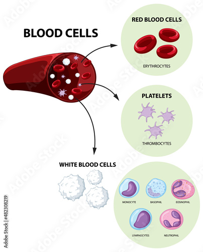 Type of human blood cells on white background photo