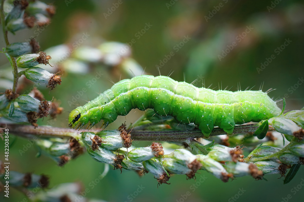 Closeup on the green caterpillaro of the Silver Y moth, Autographa gamma , hiding in the vegetation Closeup on the green caterpillaro of the Silver Y moth, Autographa gamma , hiding in the vegetation