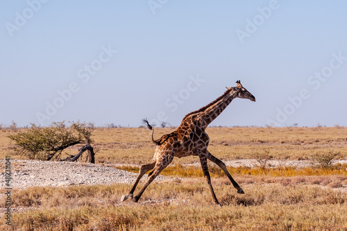 A galloping Giraffe - Giraffa Camelopardalis- on the plains of Etosha National Park  Namibia.