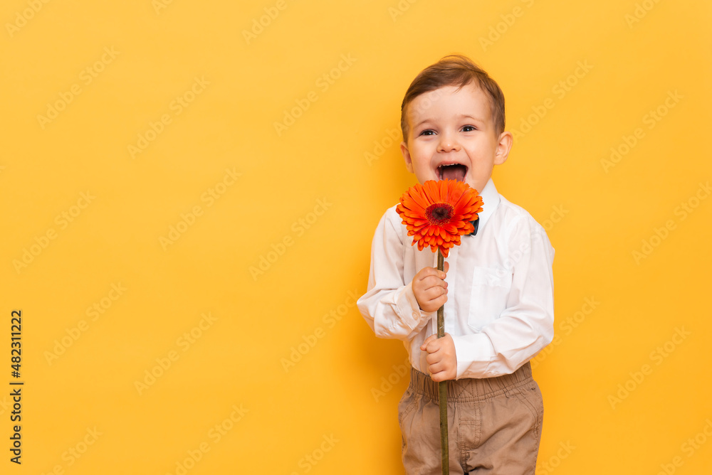 A boy in a white shirt, trousers and bow tie on a yellow background holds a gerbera flower in his hands. A gift for my mother, grandmother. With space for your text. A boy in a white shirt, trousers and bow tie on a yellow background holds a gerbera flower in his hands. A gift for my mother, grandmother. With space for your text.