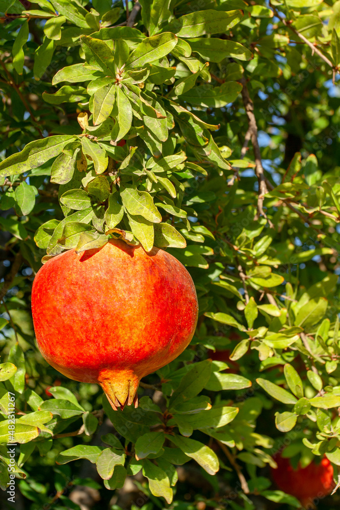 Juicy ripe pomegranate without flaws hang on branch. Vertical photo.