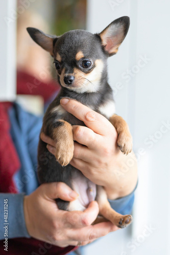 Female holding a small dog, purebred Chihuahua puppy on hand with love. adoption of pet. vertical © Елена Якимова