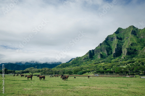 Horse ranch Kualoa Ranch Oahu Hawaii photo