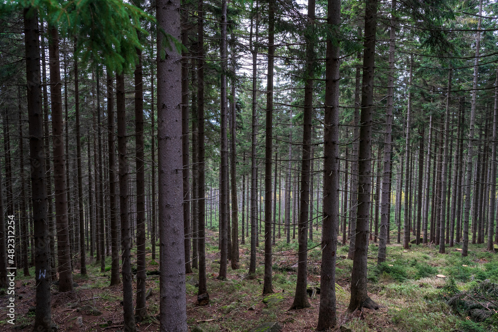 Pine forest. Many tree trunks as a background. Pine forest. Many tree trunks as a background.