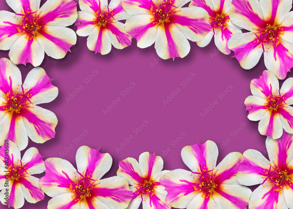 Flat lay composition with beautiful white portulaca oleracea flower on pink background. Space for text