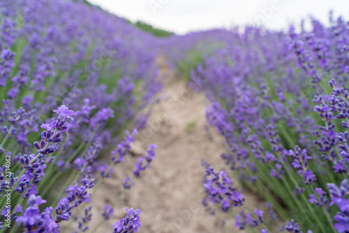 Lavender flower field  Blooming purple fragrant lavender flowers. Growing lavender swaying in the wind  harvesting  perfume ingredient  aromatherapy