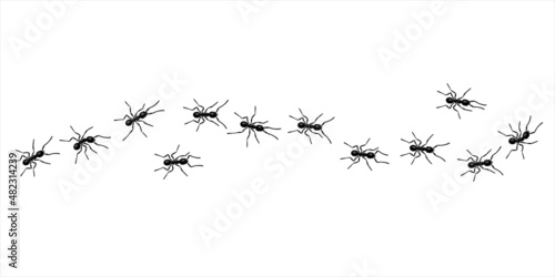 Worker ants trail line flat style design vector illustration isolated on white background. Top view of ants bug road trail marching in the line row. Pest control or insect searching concept.