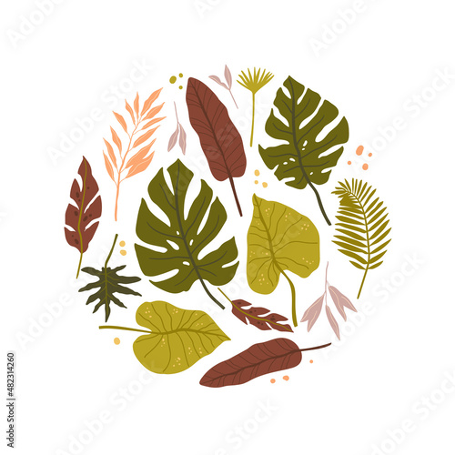 Tropical palm leaves. Jungle spirit. Isolted fern, monstera and other leaves.