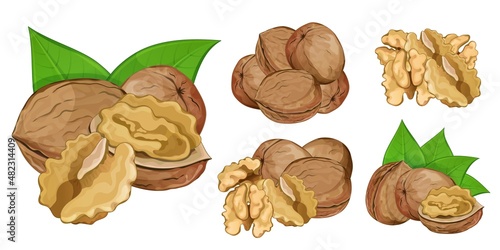 Walnut cracked into seed and whole in shell. Set isolated on white background