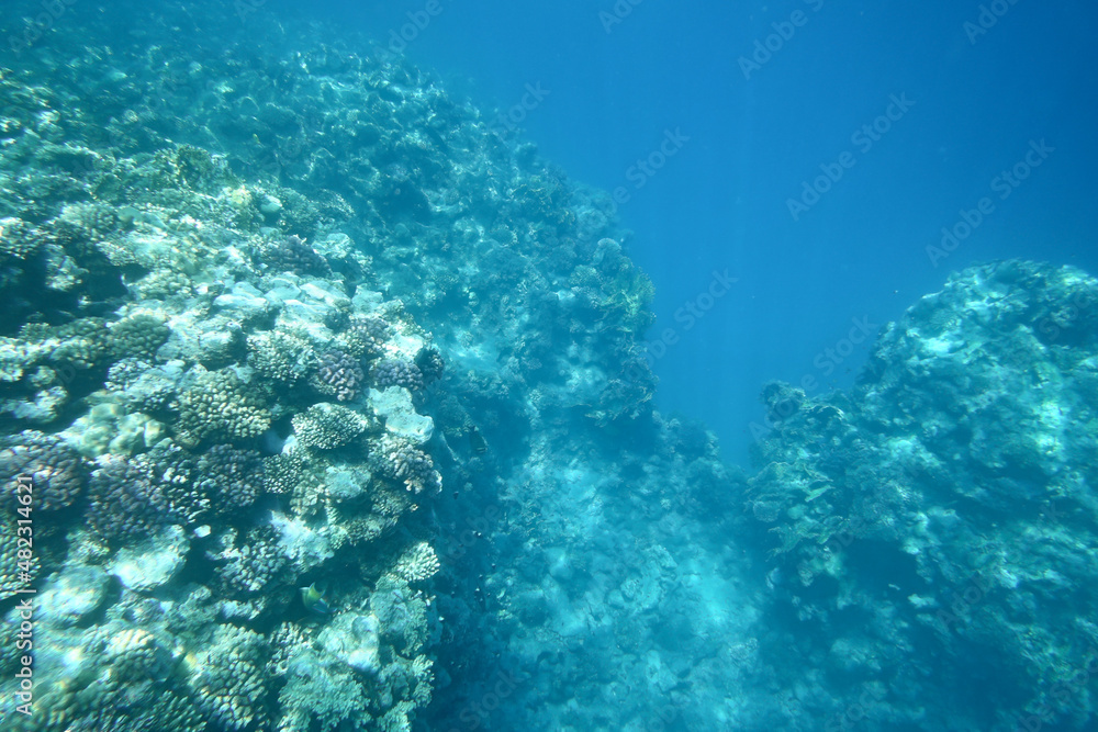 Fototapeta premium Underwater reef
