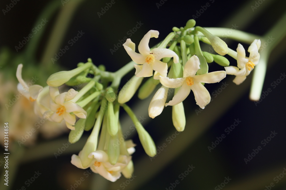 Carica is a genus of flowering plants in the family Caricaceae including C. papaya, the papaya, a widely cultivated fruit tree native to the American tropics. Carica is a genus of flowering plants in the family Caricaceae including C. papaya, the papaya, a widely cultivated fruit tree native to the American tropics.