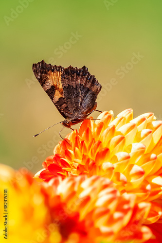 butterfly close-up on a dahlia flower in the garden on a sunny summer day