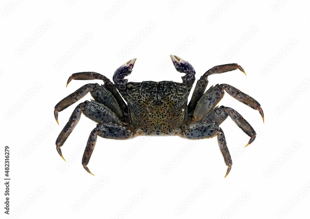Salted crab isolated on white background.