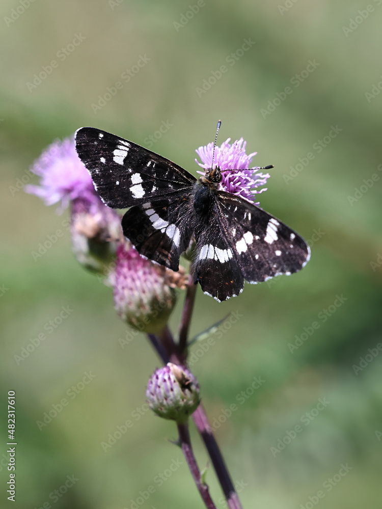 Second generation map butterfly feeding on Creeping Thistle Second generation map butterfly feeding on Creeping Thistle