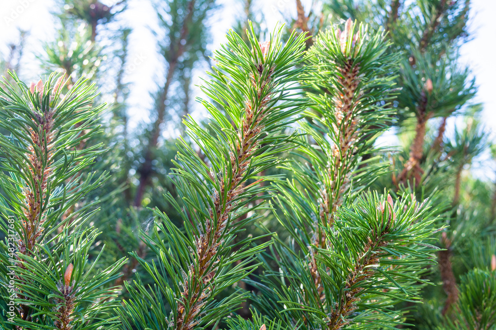 Detail of fresh spruce fir tree branches with young green needles and cones Detail of fresh spruce fir tree branches with young green needles and cones