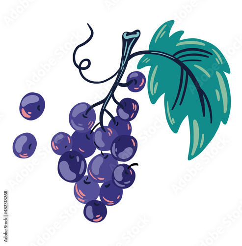Bunch of grapes. Fresh fruit with leaves on white background. Healthy food. Vector cartoon illustration