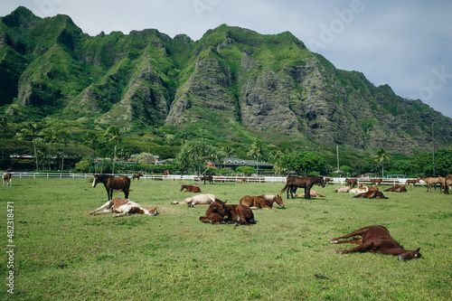 Horse ranch Kualoa Ranch Oahu Hawaii