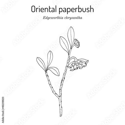 Oriental paperbush or mitsumata Edgeworthia chrysantha , ornamental and medicinal plant photo