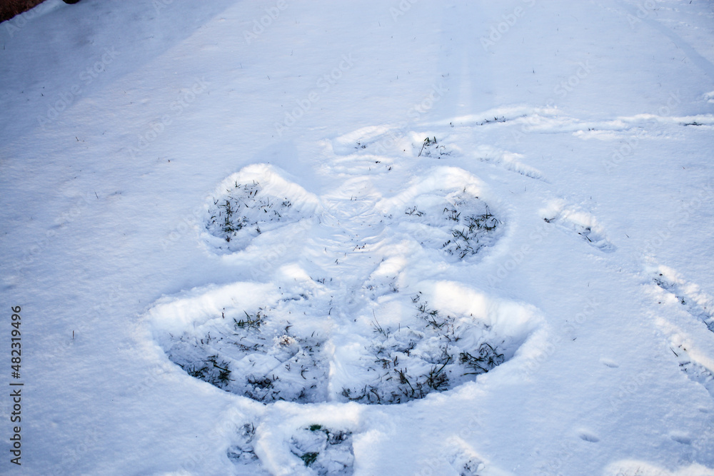 Snow angel made by a child.