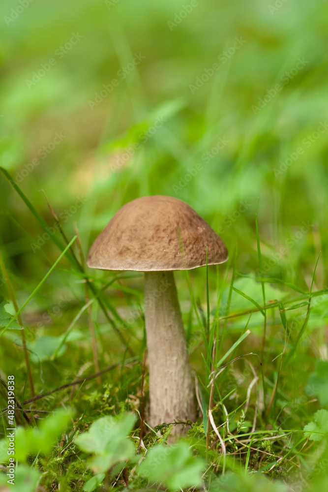 Mushroom growing on the mossy and grassy ground Mushroom growing on the mossy and grassy ground