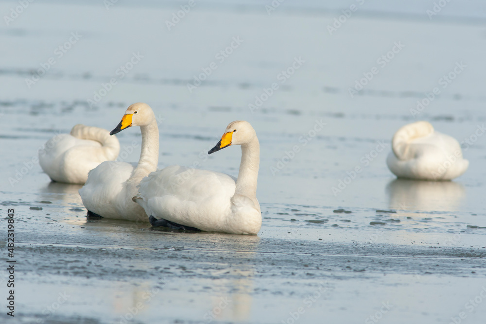 Group of beautiful large white whooper swans, Cygnus cygnus resting on the sea ice during winter in Estonia Group of beautiful large white whooper swans, Cygnus cygnus resting on the sea ice during winter in Estonia