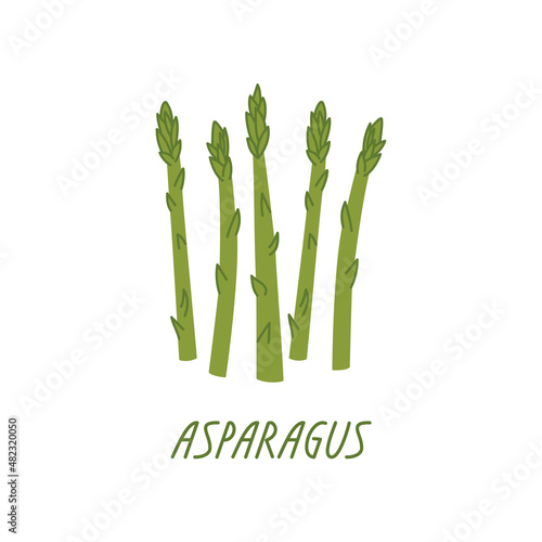 Stems of asparagus on a white background. Vector flat illustration with green vegetables. Organic plant food